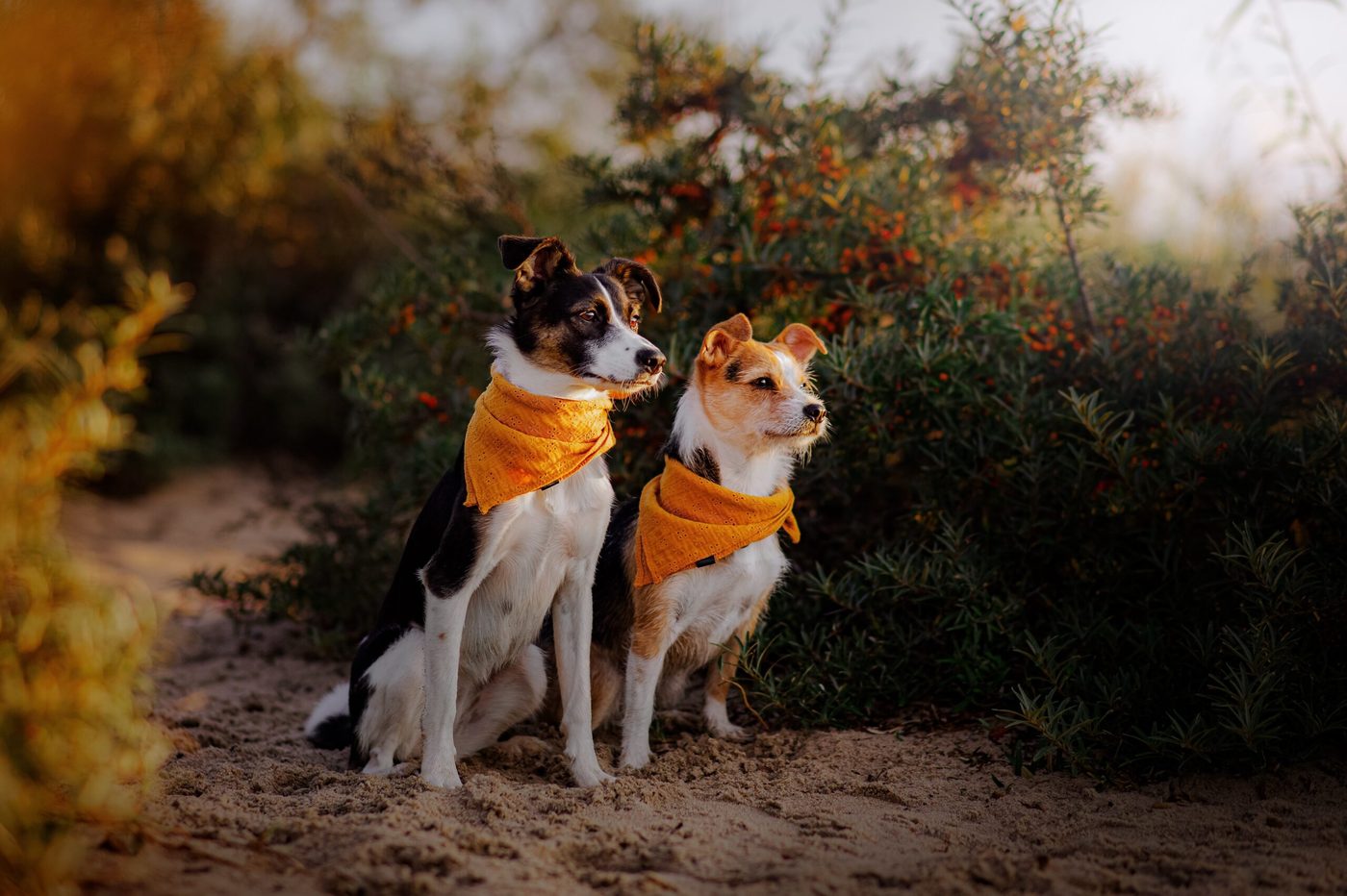 Holly i Zoja w pomarańczowych chustach o złotej godzinie